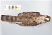 鳳頭蒼鷹藏品圖，第4張